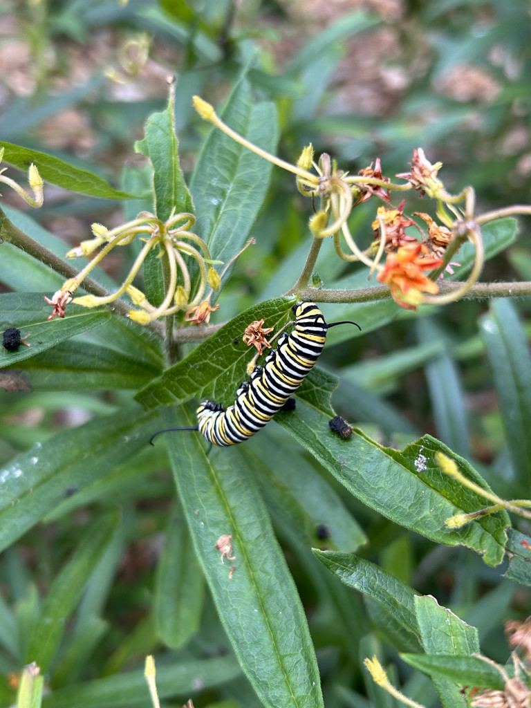 Caterpillar